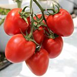 КОЛИБРИ F1 / COLIBRI F1 - семена томатат индетерминантного, тип сливка, Clause