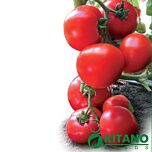 ЯДВІГА F1 / JADVIGA F1 - насіння томата (помідора), Kitano Seeds