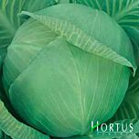 ЯРОСЛАВНА / JAROSLAVNA - семена белокачанной капусты, Hortus