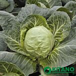 КАНТО (КС 412) F1 / KANTO (KS 412) F1 - семена белокачанной капусты, Kitano Seeds