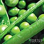 КАРУБІ / KARUBI - насіння гороху, Hortus