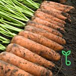 КАСКАД F1 / CASCADE F1 - насіння моркви, Bejo