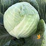 КЕНТУККИ F1 / KENTUKKI F1 - семена белокачанной капусты, Lark Seeds