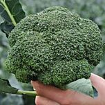 КЕЗІ F1 / KEZZI F1 - насіння капусти броколі, Kitano Seeds