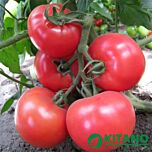 КІТАРУ (КС 14) F1 / KITARU (KS 14) F1 - насіння томата (помідора), Kitano Seeds