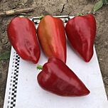 КОЛЬТ F1 / KOLT F1 - семена перца, Spark Seeds