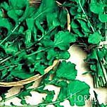 КОЛТІВАТА / KOLTIVATA - насіння руколи, Hortus