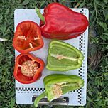 КОРА F1 / KORA F1 - насіння перцю, Spark Seeds