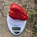 КОРА F1 / KORA F1 - насіння перцю, Spark Seeds