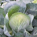 КОРОНЕЙШН F1 / KORONEISHN F1 - семена белокачанной капусты, Takii Seeds
