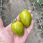 КОРВАЛІС F1 / KORVALIS F1 - насіння томата (помідор), Spark Seeds