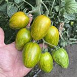 КОРВАЛІС F1 / KORVALIS F1 - насіння томата (помідор), Spark Seeds