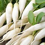 КС 100 F1 / KS 100 F1 - насіння редьки, Kitano Seeds