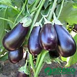 КС 1258 F1 / KS 1258 F1 - насіння баклажана, Kitano Seeds