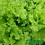 КС 129 F1 / KS 129 F1 - насіння салату, Kitano Seeds