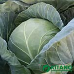 КС 15 F1 / KS 15 F1 - насіння білоголової капусти, Kitano Seeds