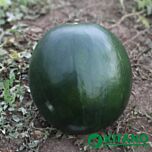 КС 160 F1 / KS 160 F1 - насіння кавуна, Kitano Seeds
