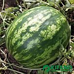 КС 165 F1 / KS 165 F1 - насіння кавуна, Kitano Seeds