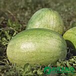КС 1819 F1 / KS 1819 F1 - насіння кавуна, Kitano Seeds