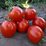 КС 215 F1 / KS 215 F1 - насіння томата (помідор), Kitano Seeds