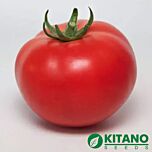 КС 21 F1 / KS 21 F1 - насіння томата (помідора), Kitano Seeds