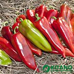 КС 2458 F1 / KS 2458 F1 - насіння перцю, Kitano Seeds