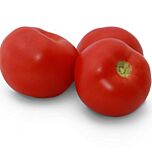 КС 2910 F1 / KS 2910 F1 - насіння томата (помідор), Kitano Seeds