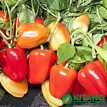 КС 3115 F1 / KS 3115 F1 - семена перца, Kitano Seeds