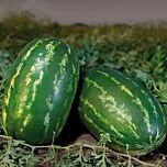 КС 350 F1 / KS 350 F1 - насіння кавуна, Kitano Seeds