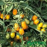 КС 3690 F1 / KS 3690 F1 - насіння томата (помідора), Kitano Seeds
