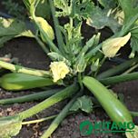 КС 3714 F1 / KS 3714 F1 - насіння кабачка, Kitano Seeds