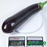 КС 5070 F1 / KS 5070 F1 - насіння баклажана, Kitano Seeds