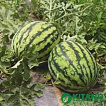 КС 633 F1 / KS 633 F1 - семена арбуза, Kitano Seeds