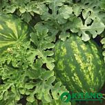 КС 635 F1 / KS 635 F1 - семена арбуза, Kitano Seeds