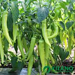 КС 65 F1 / KS 65 F1 - насіння перцю, Kitano Seeds