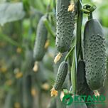 КС 707 F1 / KS 707 F1 - насіння огірка, Kitano Seeds