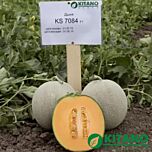 КС 7084 F1 / KS 7084 F1 - семена дыни, Kitano Seeds