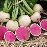 КС 730 F1 / KS 730 F1 - насіння редьки, Kitano Seeds