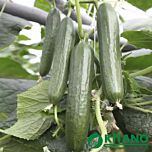 КС 930 F1 / KS 930 F1 - семена огурца, Kitano Seeds