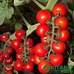 КС 959 F1 / KS 959 F1 - насіння томата (помідора), Kitano Seeds