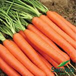 LAS SAINTES F1 / LAS SAINTES F1 - насіння моркви, Seminis
