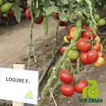 ЛОГУР F1 / LOGURE F1 - насіння томата (помідор), Rijk Zwaan