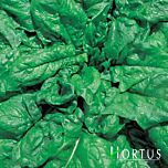 ЛОНГ СТЕНДИНГ / LONG STENDING - семена шпината, Hortus