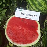 МАКАРЕНА F1 / MACARENA (CRX 10507) F1 - насіння кавуна, Cora Seeds