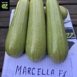 МАРСЕЛА F1 / MARCELLA F1 - насіння кабачка, Enza Zaden