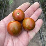 МАРИТТА F1 / MARITTA F1 - семена томата (помидора), Spark Seeds
