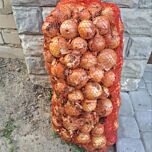 МЕДУЗА F1 / MEDUZA F1 - семена лука, Takii Seeds