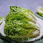 МІНІ-РОМЕН ДЖЕМ / MINI-ROMEN DZHEM - насіння салату, Hortus