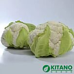 МІСОРА F1 (KS 22) / MISORA F1 (KS 22) - насіння цвітної капусти, Kitano Seeds