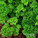 МОСС / MOSS - насіння петрушки, Hortus